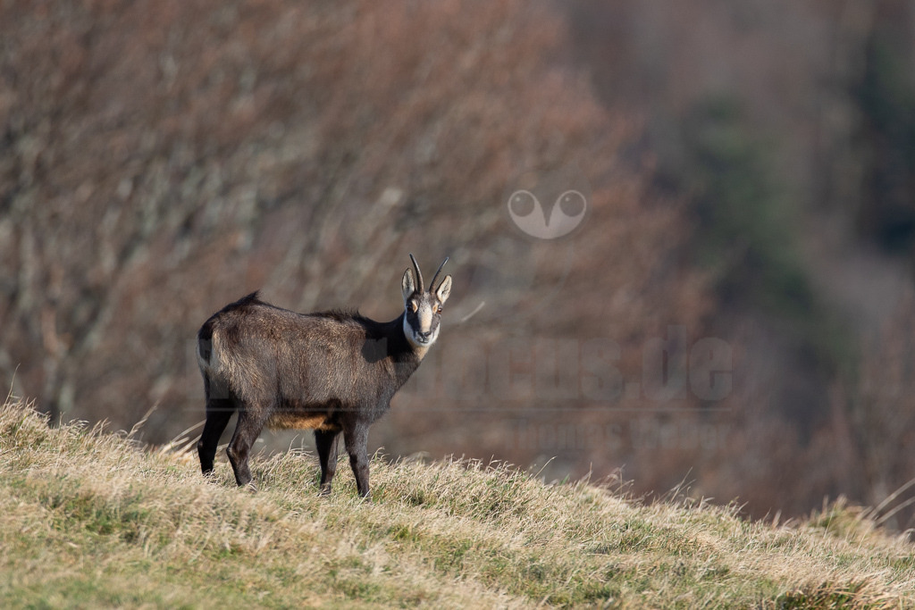 20171026100153 | Die Gämse (Rupicapra rupicapra) ist ein Wiederkäuer und gehört zur Familie der Hornträger (Bovidae). Die Gämse lebt in Gebirgslandschaften und zieht im Sommer auf Hochlagen bis zu 2.500 m. In Deutschland kommt sie in den Alpen und in geringer Zahl auch im Schwarzwald und der Schwäbischen Alb vor. - Realisiert mit Pictrs.com