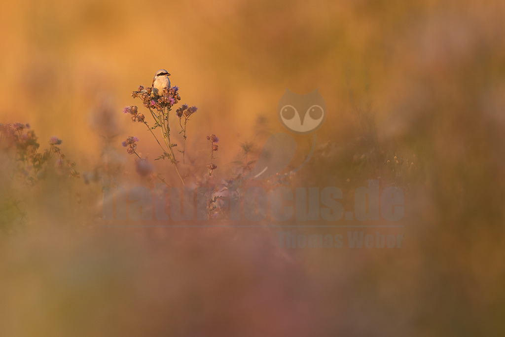 20120723210106 | Der Neuntöter oder Rotrückenwürger ist eine Vogelart aus der Familie der Würger und in Mitteleuropa die häufigste Würgerart. Er ist vor allem durch sein Verhalten bekannt, Beutetiere auf Dornen aufzuspießen. Zu seiner Nahrung zählen vorwiegend Großinsekten, aber auch kleine Säugetiere und Vögel. - Realisiert mit Pictrs.com
