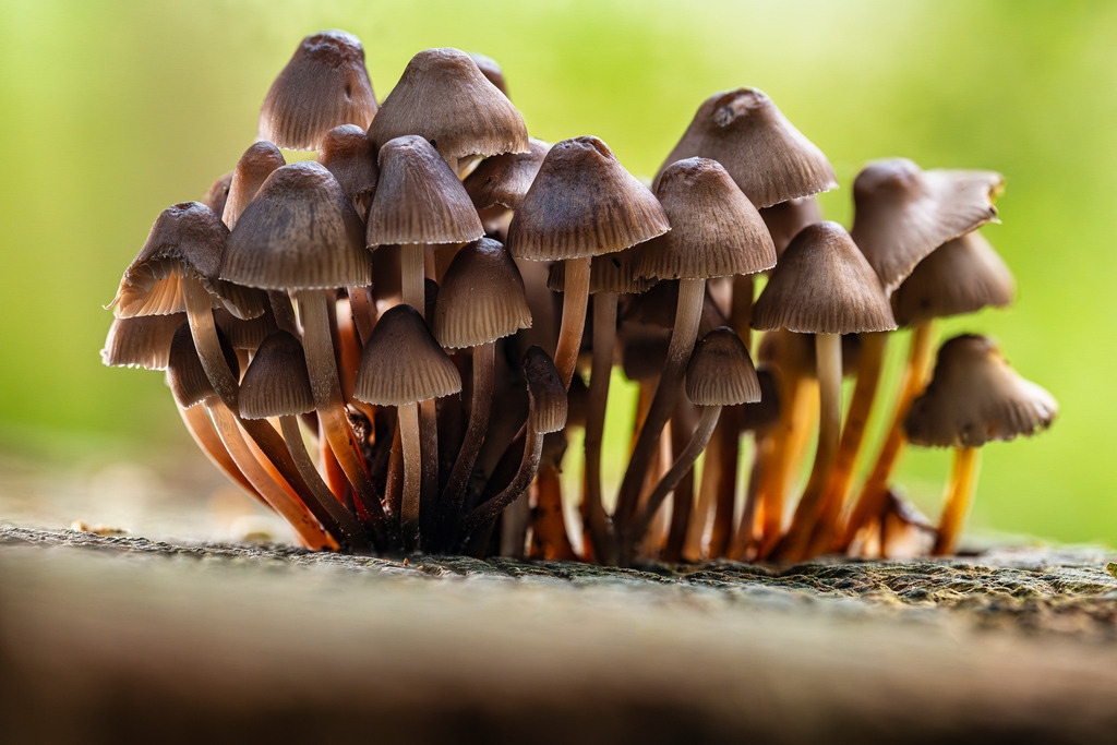 2025_10_09_HIMMELMOOR-PILZE_2025-10-09 16-34-30 (B_R8_S4) | Hochwertig gedruckte Fotografien für die Wand, als Kalender und zum Verschenken. Hamburg & Norddeutschland und überall wo ich mit der Kamera unterwegs war.