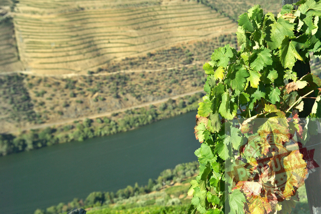 Douro Valley vineyard landscape showing river and terraces | Douro Valley vineyard climbing up a hill overlooking the Douro river and terraces - Realisiert mit Pictrs.com