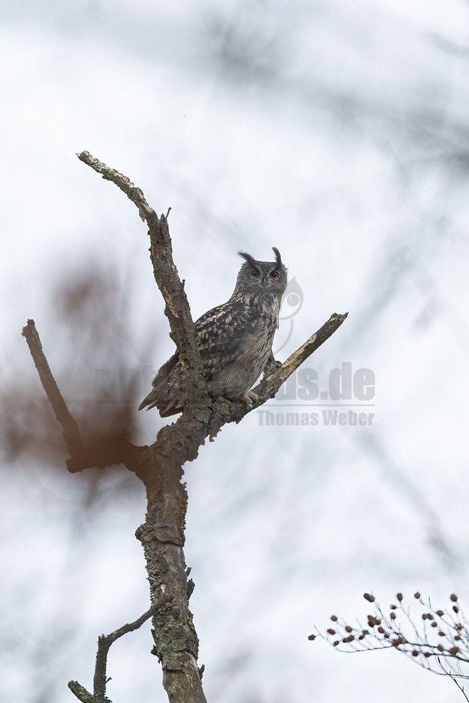 R6NF1847_20241213 | Der Uhu ist die größte europäische Eulenart. Nachdem er lange bejagt wurde, entspannt sich die Situation mittlerweile wieder aufgrund strenger Naturschutzgesetze und einiger Auswilderungsprojekte. Der Uhu brütet in unterschiedlichen Landschaften und ist streng nachtaktiv. Ein markantes Merkmal sind die großen Federohren, die je nach Laune hoch aufgestellt oder angelegt werden können. - Realisiert mit Pictrs.com