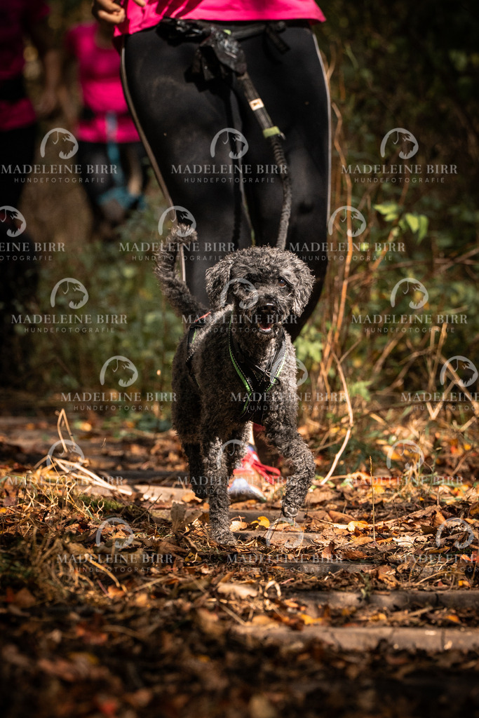 madeleinebirr.fotografie.2026.cc.hunsrueck.12-13Uhr.159 | hundefotografie-birr