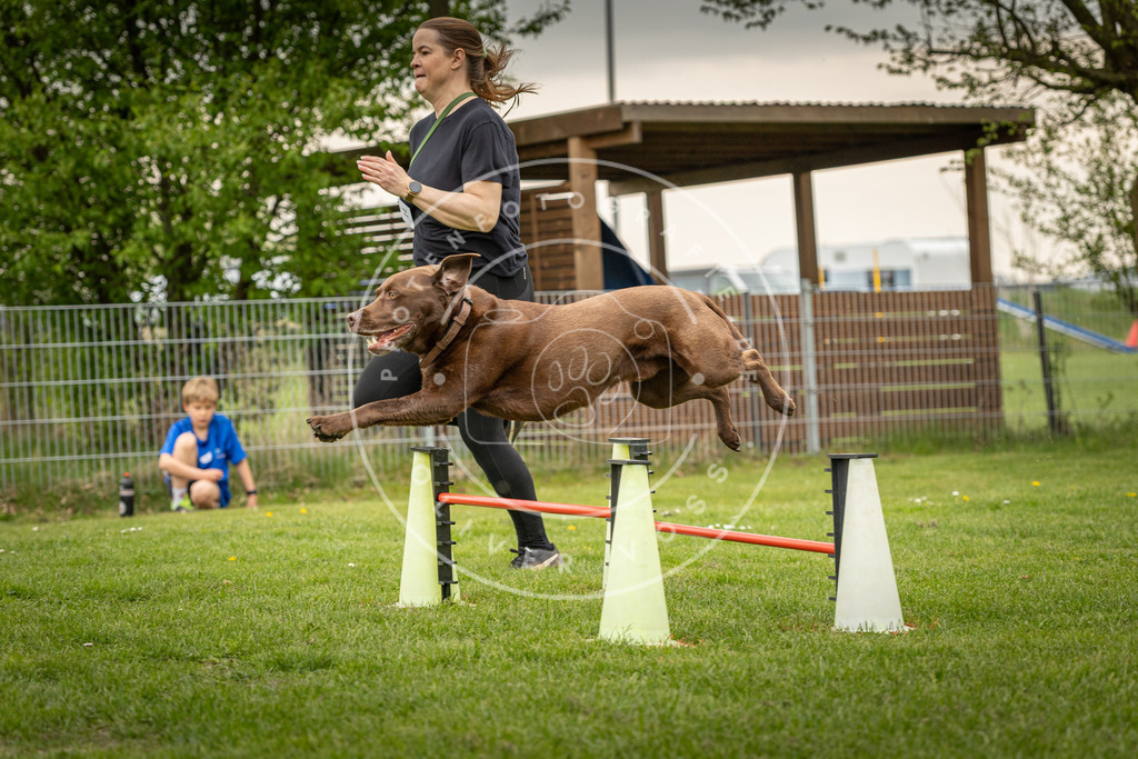 Pfotenfotografie_DV3A1012 | Hundefotografie, Tierfotograf, Pfotenfotografie, Fotoshooting Hund, Hunde Portrait, Hundesport, Hundeportraits, Heideshooting, Hunde, Sportfotograf, Hundefotograf, Turnierhundsport, THS,  - Realisiert mit Pictrs.com
