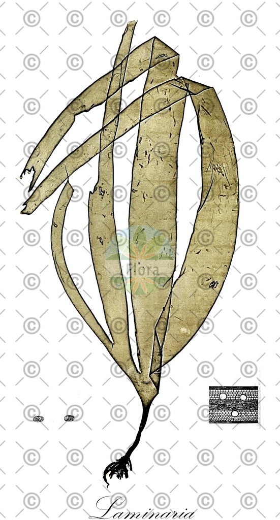 HistAbb_wfo-0001249352_1_ENZY_Simple | Historische Abbildung von Laminaria - Laminariaceae (0) | Historical Illustration of Laminaria - Laminariaceae (0)