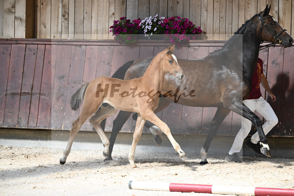 Kat-Nr. 26 HF Chinchero x Coupie_Haarmann_32240170 | hf-fotografie - Realizzato con Pictrs.com