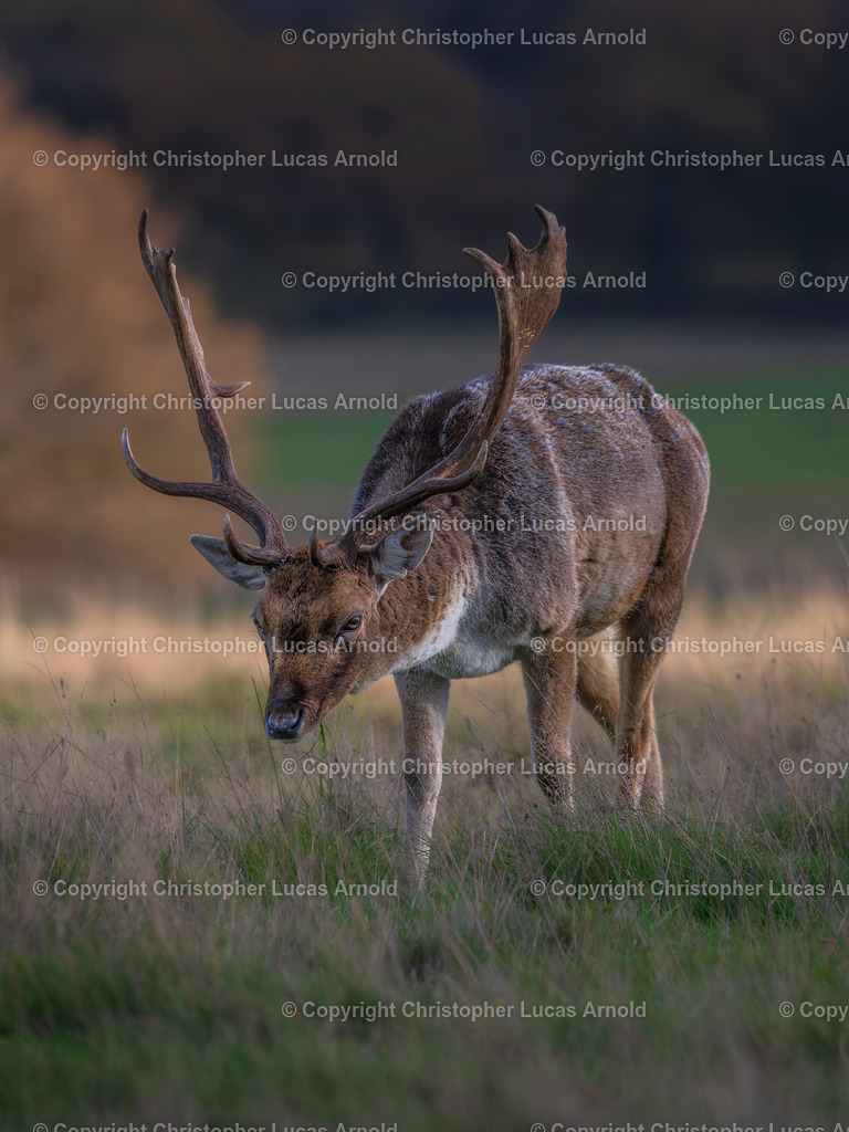 Damhirsch_ Porträt | bildkomponist - Realisiert mit Pictrs.com