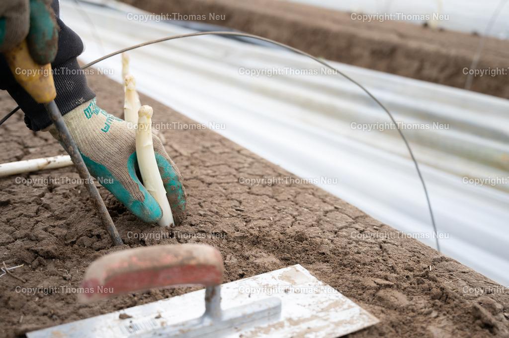 DSC_1721 | Spargelernte an der Bergstraße, hier bei Zwingenberg durch den Spargelhof Wendel