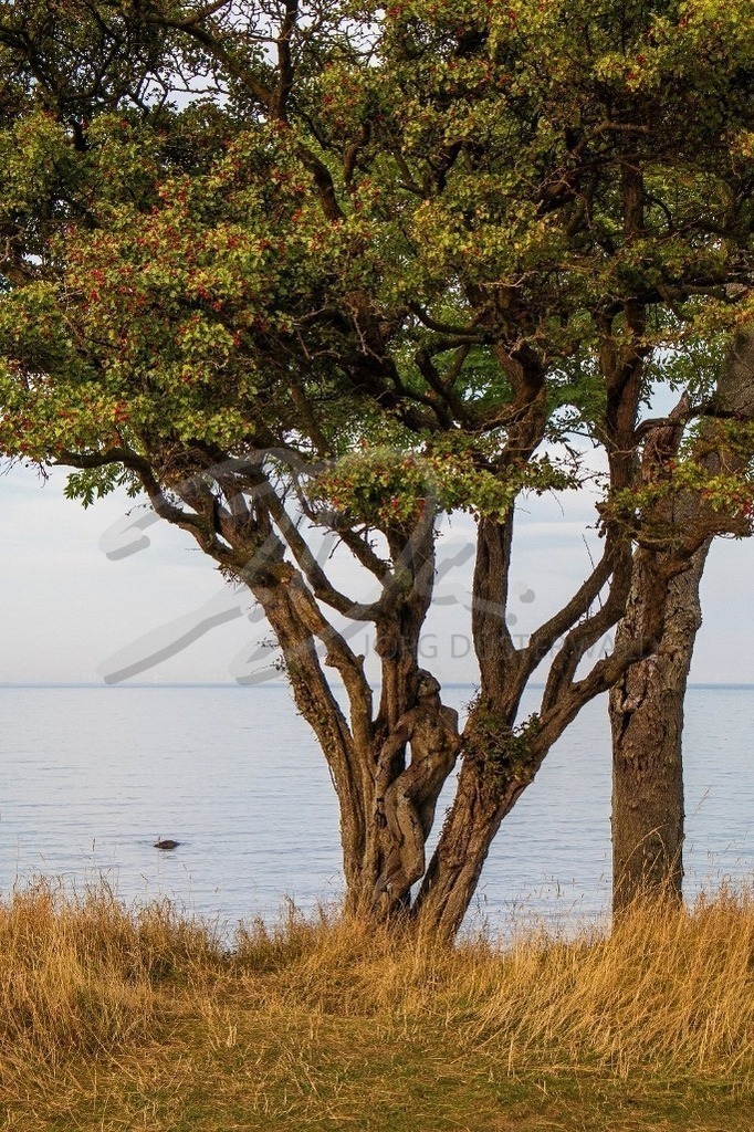 NatureArt-MEERBAUM_1223a2 | Elegant zwischen den Bäumen | #003 | Modell: Darky | Foto: Mike Koppold - Realisiert mit Pictrs.com