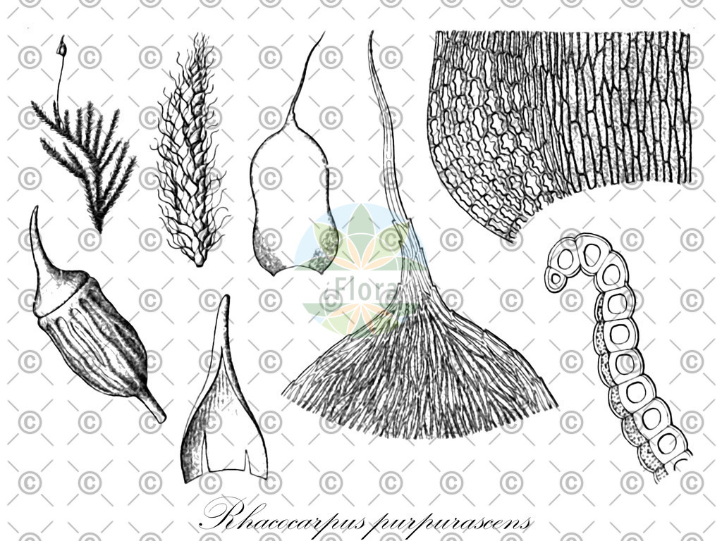HistAbb_wfo-0001263570_1_ENZY_Simple | Historische Abbildung von Rhacocarpus purpurascens - Hedwigiaceae | Historical Illustration of Rhacocarpus purpurascens - Hedwigiaceae