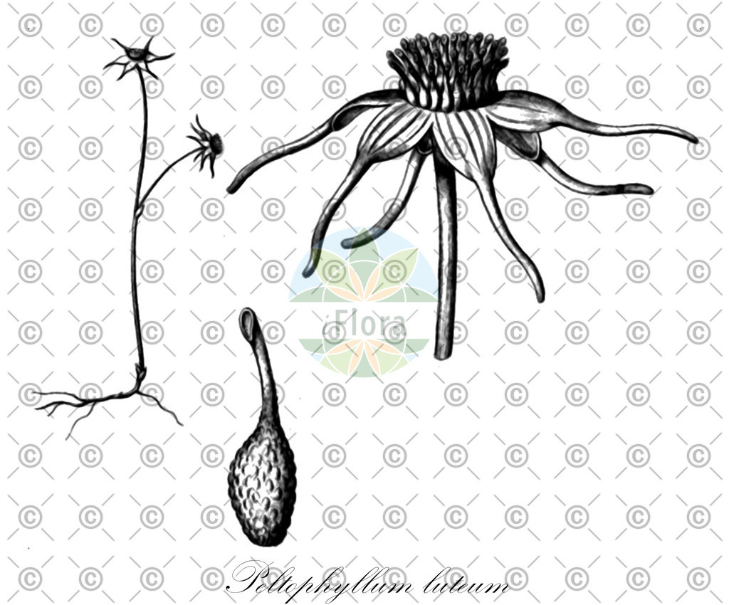 HistAbb_7PQPL_1_ENZY_Simple | Historische Abbildung von Peltophyllum luteum - Triuridaceae | Historical Illustration of Peltophyllum luteum - Triuridaceae