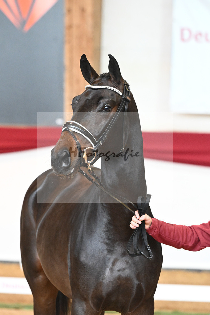 Kat-Nr. 44 Quaterback x Desperados_Ullmann_43230463 | hf-fotografie - Realisiert mit Pictrs.com