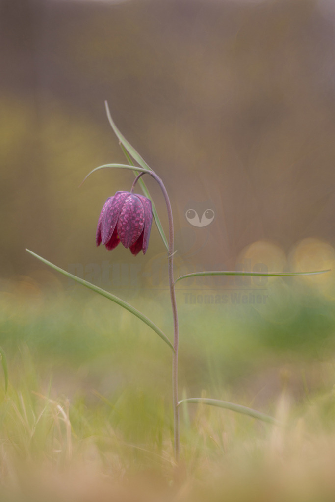 20220403121459-2-2 | Die Schachblume, auch Schachbrettblume oder Kiebitzei genannt, ist eine Pflanzenart aus der Familie der Liliengewächse. - Realisiert mit Pictrs.com