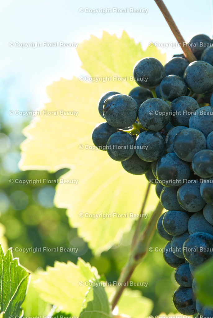 Weingut in Italien | blaue Weintrauben an Rebe - Realisiert mit Pictrs.com