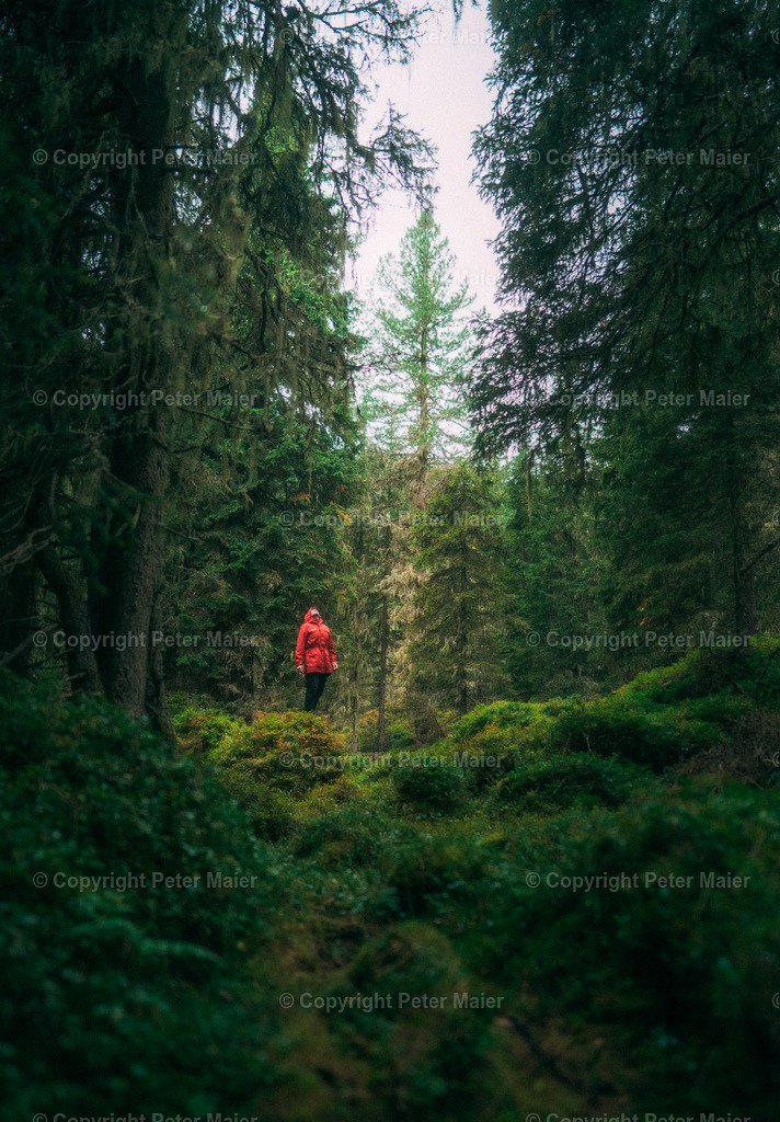 Location_Check_Erlebnisraum_Wald_23_Peter_Maier-723 | piet_flosse