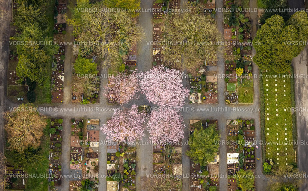 Werl240308344 | Luftbild, Parkfriedhof, Gräberfeld mit grünen Bäumen und Magnolienbäumen, Werl, Nordrhein-Westfalen, Deutschland