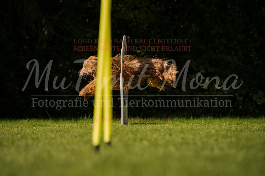 20251005_THS_Turnier-767 | MuT (Mensch und Tier) mit Mona - Fotografie und Tierkommunikation - Realisiert mit Pictrs.com