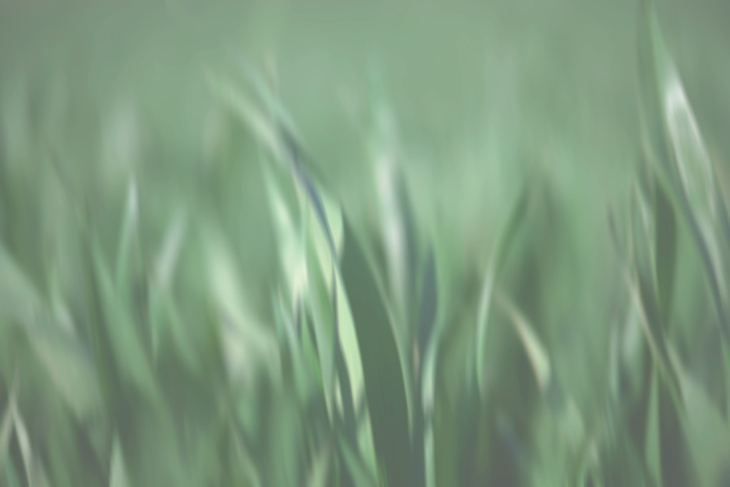 Gras | Simone Sonderegger Photography
