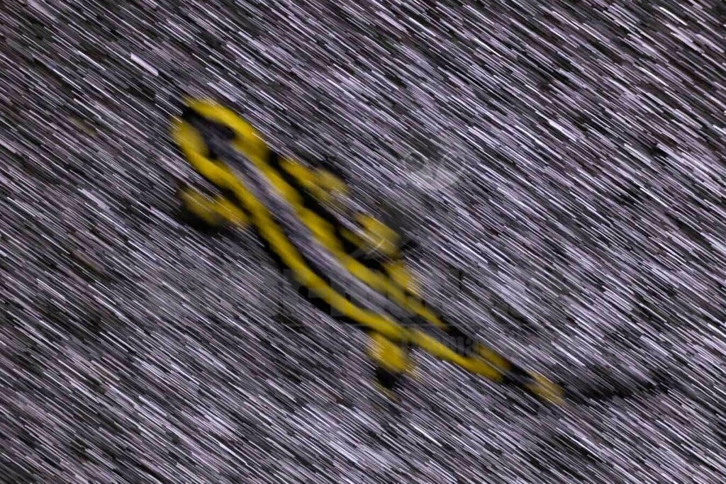 R5NF3942-20230219 | Der Feuersalamander ist eine europäische Amphibienart aus der Familie der Echten Salamander.  - Realisiert mit Pictrs.com