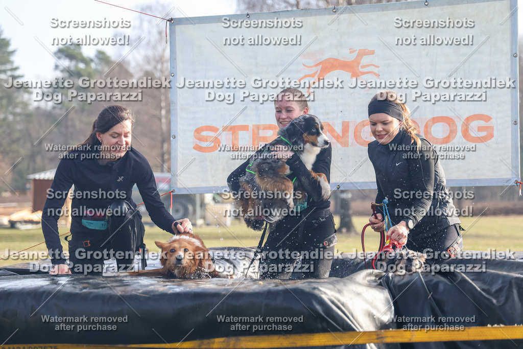 Dog Paparazzi - Strongdog North Mrz26-294 | Dog Paparazzi Jeanette Grottendiek Fotografie & Videografie - Realisiert mit Pictrs.com