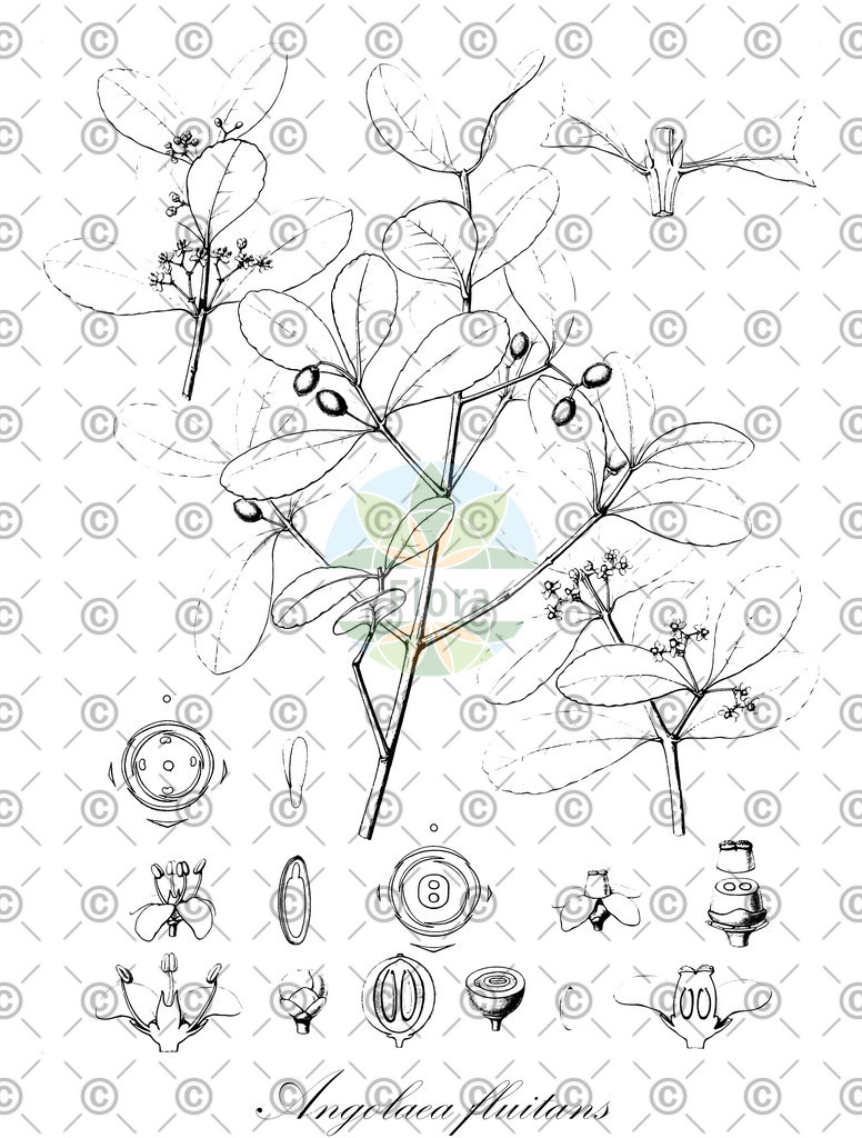 HistAbb_wfo-0000536542_455_ENZY_Simple | Historische Abbildung von Angolaea fluitans - Podostemaceae | Historical Illustration of Angolaea fluitans - Podostemaceae