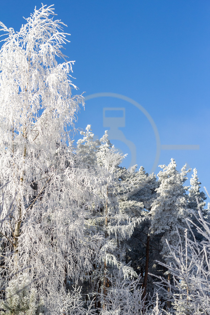 Moni-1719 | pierre-irmisch-photography.de