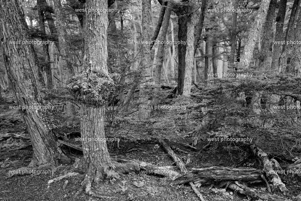 Tierra del Fuego NP 2 sw - ARG 2014 | west photography - Realisiert mit Pictrs.com