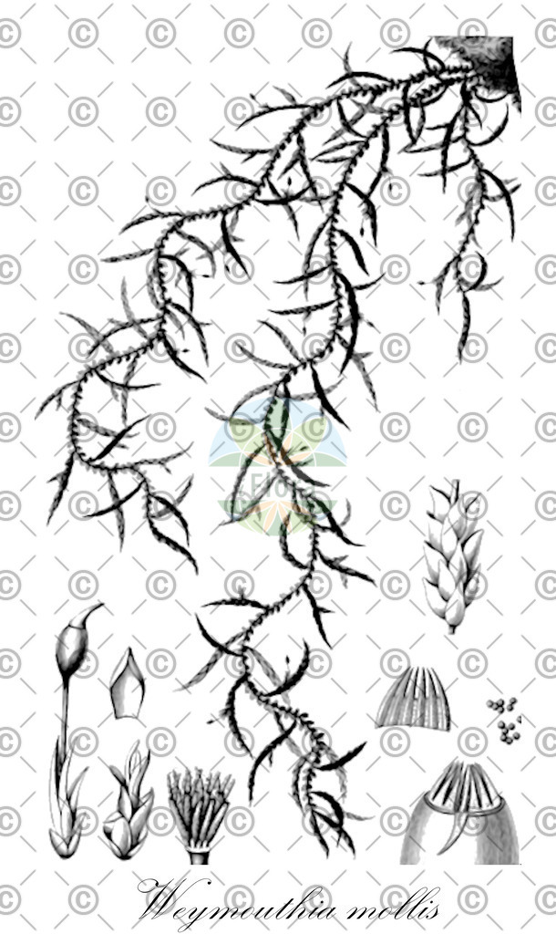 HistAbb_wfo-0001244435_1_ENZY_Simple | Historische Abbildung von Weymouthia mollis - Lembophyllaceae | Historical Illustration of Weymouthia mollis - Lembophyllaceae