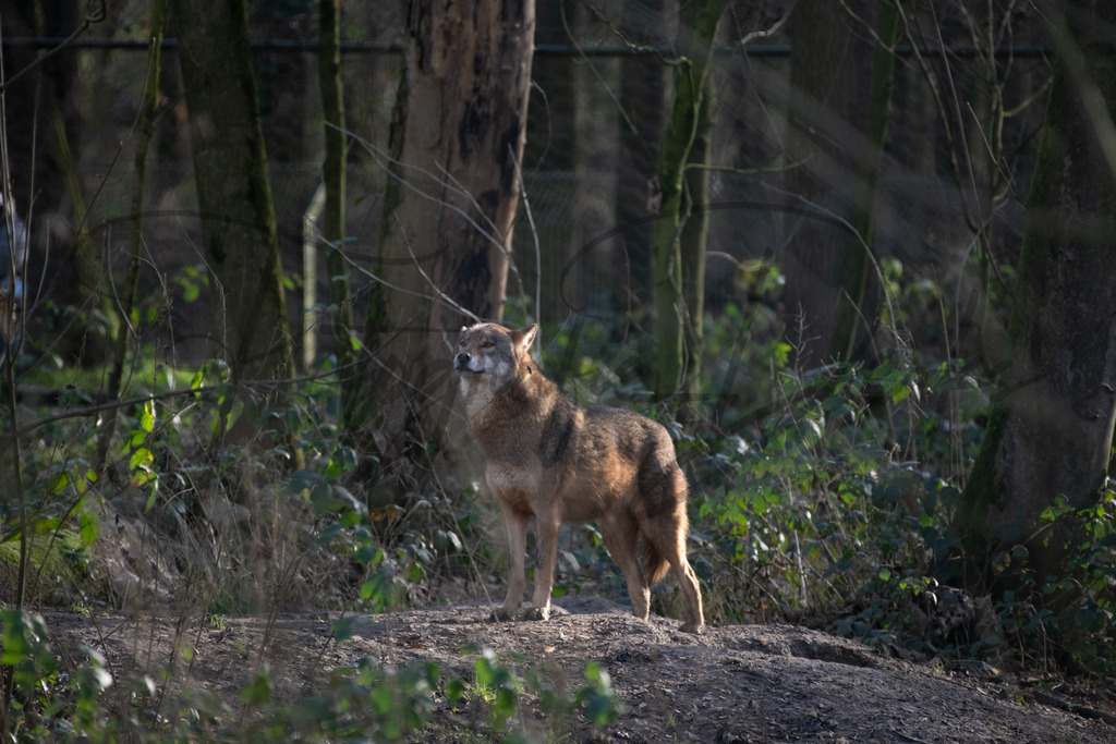 tiere-1-16 | fotografie-derks - Realisiert mit Pictrs.com