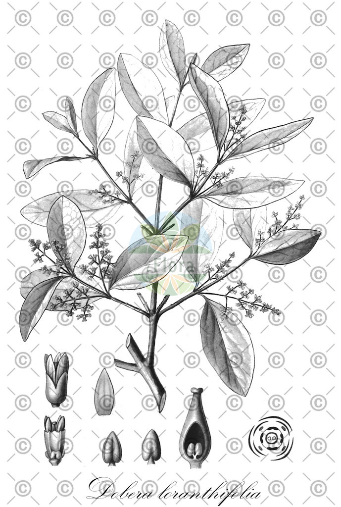 HistAbb_wfo-0001003548_1_ENZY_Simple | Historische Abbildung von Dobera loranthifolia - Salvadoraceae | Historical Illustration of Dobera loranthifolia - Salvadoraceae