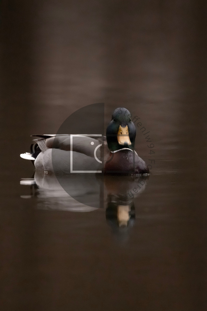 Stockente im Wasser Wandbild | Ich bin Fotograf und auf meiner Webseite hast du die Möglichkeit meine fotografie als Wandbilder druckfertig für dein Zuhause zu bestellten. - Realisiert mit Pictrs.com