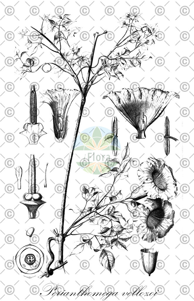 HistAbb_wfo-0001228232_1_ENZY_Simple | Historische Abbildung von Perianthomega vellozoi - Bignoniaceae | Historical Illustration of Perianthomega vellozoi - Bignoniaceae