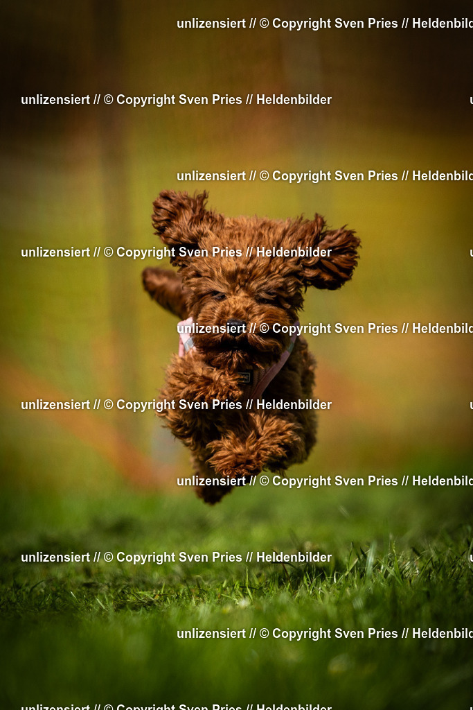 Sven Pries | 2025-04-13 - Hunderennen Baden-Baden - Realisiert mit Pictrs.com