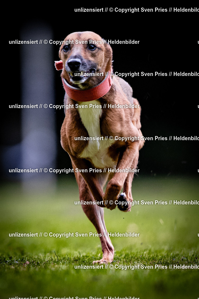 Sven Pries | 2025-10-03 - Hunderennen Obergrombach - Realisiert mit Pictrs.com