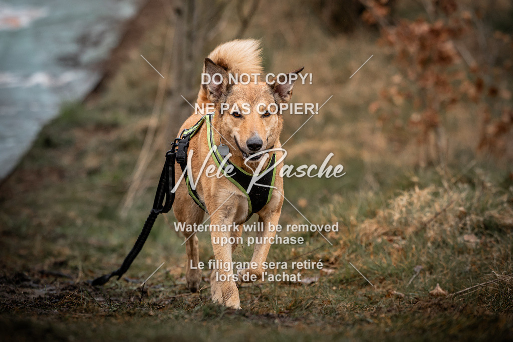 nelerasche_1130-1230_269 | nelerasche