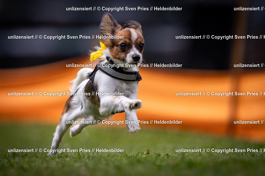 Sven Pries | 19. Allgemeines Hunderennen Karlsruhe Durlach - Realisiert mit Pictrs.com