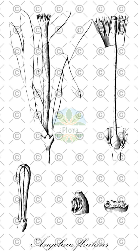 HistAbb_wfo-0000536542_394_ENZY_Simple | Historische Abbildung von Angolaea fluitans - Podostemaceae | Historical Illustration of Angolaea fluitans - Podostemaceae