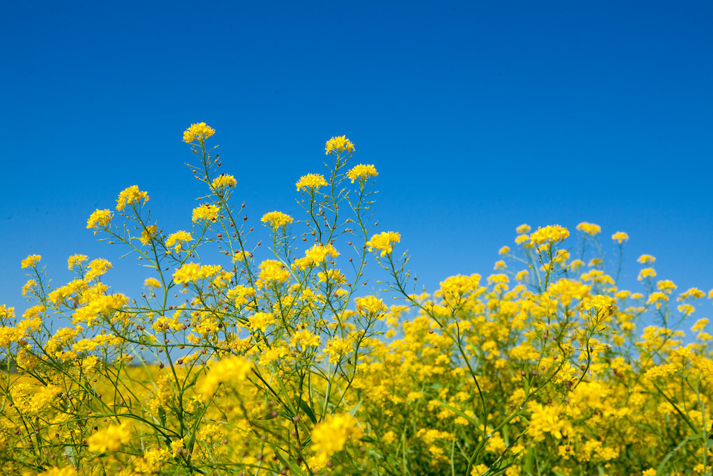 210613-012 | Europa, DEU, Deutschland, Nordrhein-Westfalen, Niederrhein, Duisburg, Rheinaue Walsum, Vegetation, Gelbe Blueten, Natur, Umwelt, Landschaft, Jahreszeiten, Stimmungen, Landschaftsfotografie, Landschaften, Landschaftsphoto, Landschaftsphotographie, 

[Fuer die Nutzung gelten die jeweils gueltigen Allgemeinen Liefer-und Geschaeftsbedingungen. Nutzung nur gegen Verwendungsmeldung und Nachweis. Download der AGB unter http://www.image-box.com oder werden auf Anfrage zugesendet. Freigabe ist vorher erforderlich. Jede Nutzung des Fotos ist honorarpflichtig gemaess derzeit gueltiger MFM Liste - Kontakt, Uwe Schmid-Fotografie, Duisburg, Tel. (+49).2065.677997, ..archiv@image-box.com, www.image-box.com] - Realisiert mit Pictrs.com