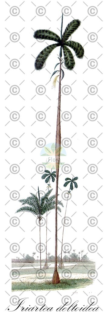 HistAbb_wfo-0000217606_1_ENZY_Simple | Historische Abbildung von Iriartea deltoidea - Arecaceae | Historical Illustration of Iriartea deltoidea - Arecaceae
