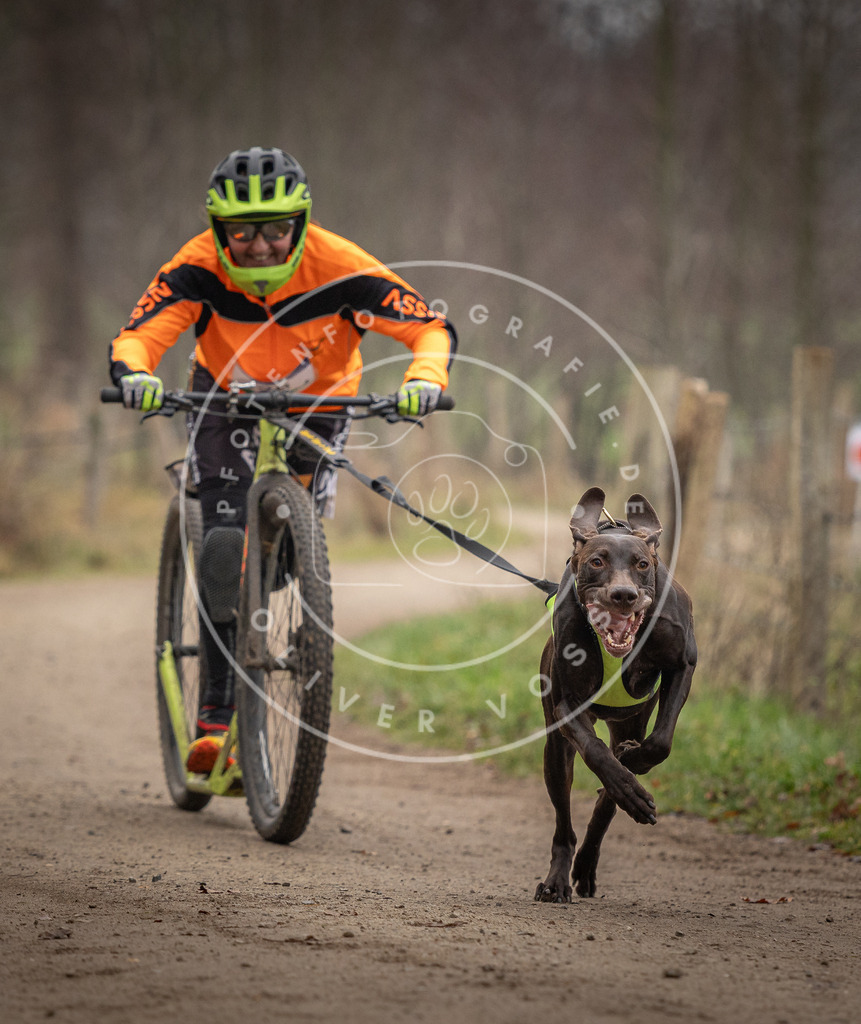 Pfotenfotografie_DV3A2194 | Hundefotografie, Tierfotograf, Pfotenfotografie, Fotoshooting Hund, Hunde Portrait, Hundesport, Hundeportraits, Heideshooting, Hunde, Sportfotograf, Hundefotograf, Turnierhundsport, THS,  - Realisiert mit Pictrs.com
