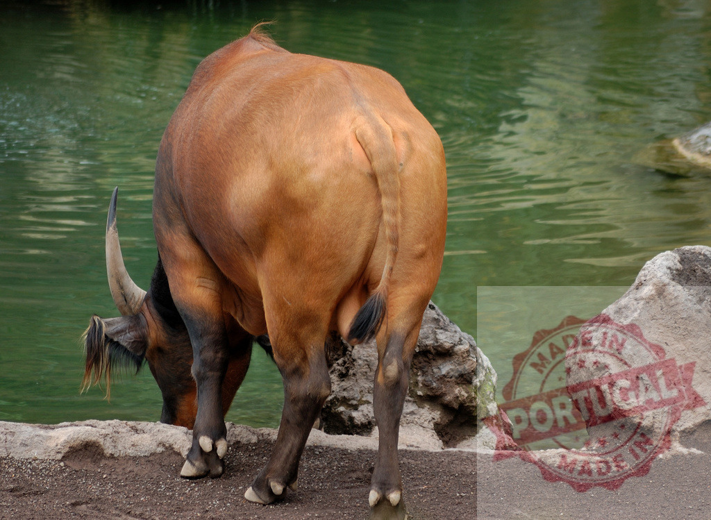 African forest buffalo drinking cool refreshing water from pond | African forest buffalo drinking water from a green pond in a wildlife habitat - Realisiert mit Pictrs.com