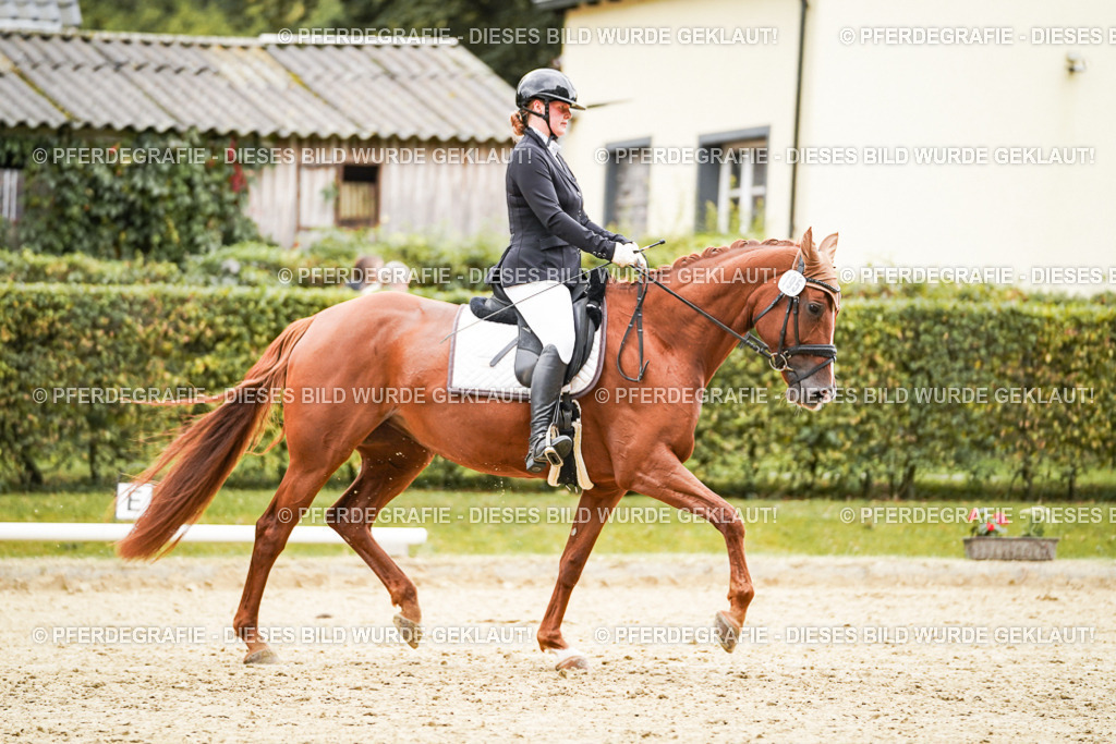 DSC08234 | Pferdegrafie