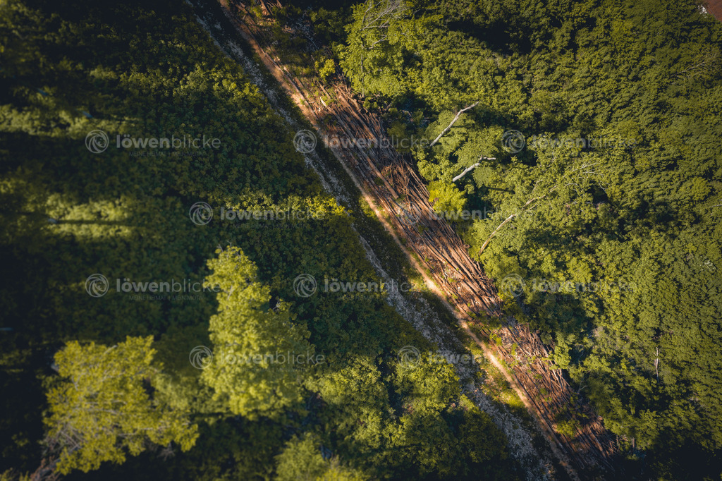 Waldweg bei Weißenstein im Sommer | löwenblicke | shop
