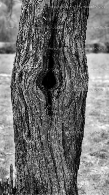 Baumskulptur aus der Vorderheide | Naturfoto - gesehen in Hofheim a. Ts.