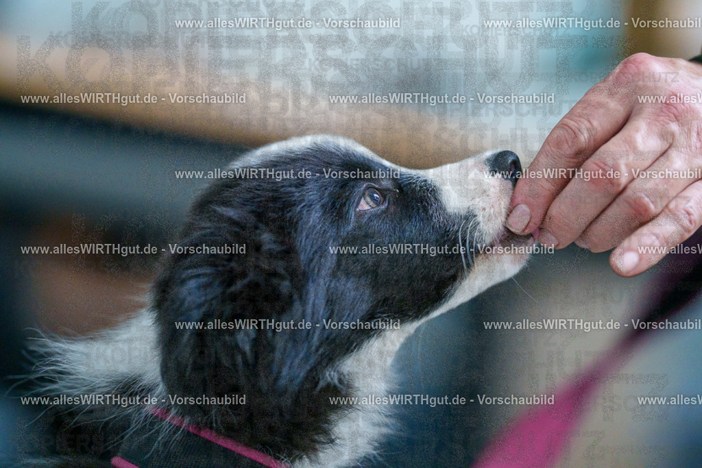 @allesWIRTHgut_Tierfotografie - www.allesWIRTHgut.de - 2604251329-7R503726 | Professionelle Tierfotografie in Mönchengladbach von Daniel Wirth (allesWIRTHgut). Liebevolle & natürliche Bilder von Hunden & Katzen für unvergessliche Erinnerungen.