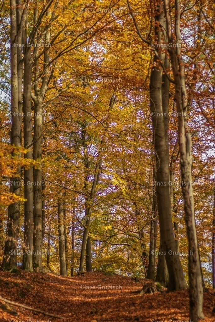 Im Herbstwald | Lila Lubbenbomm - Artwork by Ines Grubisch - Realisiert mit Pictrs.com