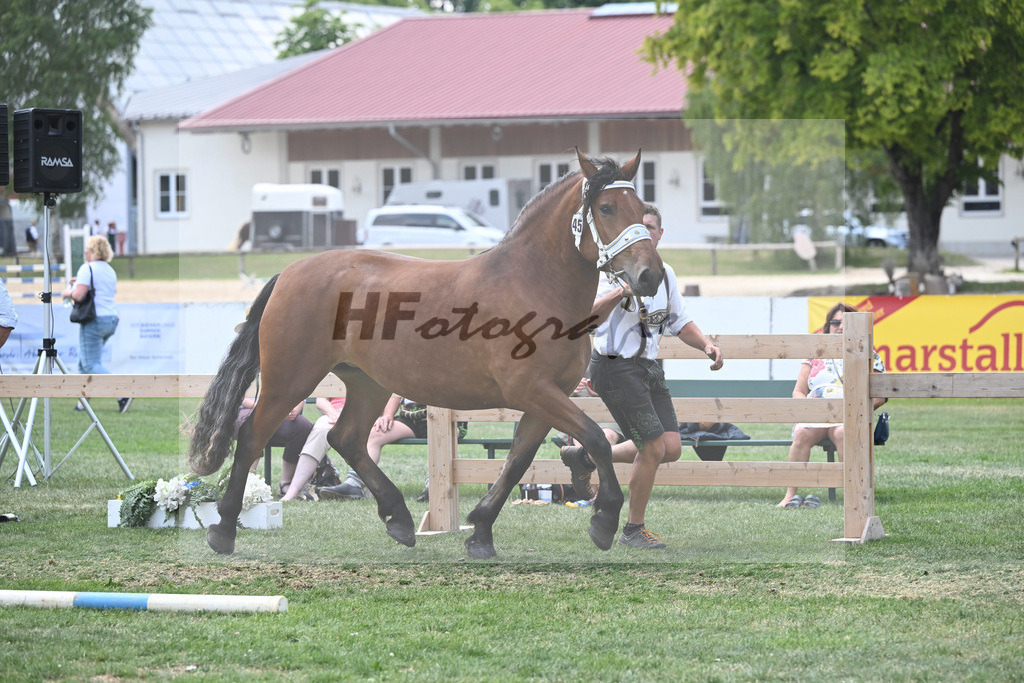 Kat-Nr. 45 Hailey_Radel_20230703 | hf-fotografie - Realisiert mit Pictrs.com