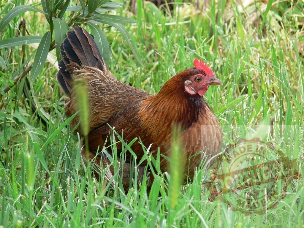 Brown hen with red comb walking in green grass | Brown chicken with red comb standing in tall green grass on a sunny day - Realized with Pictrs.com