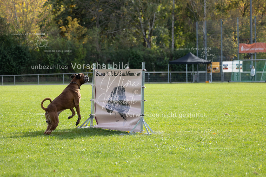 _16A6602 | Einzigartige Fotos von Hunden & Menschen –Actionfotos, Portraits, Vereinsaufnahmen & Paarshootings – authentisch, lebendig & mit Herz.