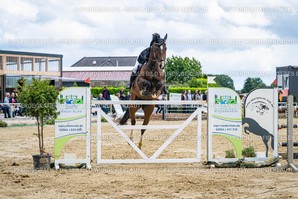 DSC05937 | Pferdegrafie