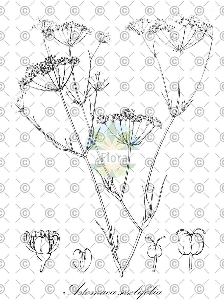 HistAbb_wfo-0000922513_1_ENZY_Simple | Historische Abbildung von Astomaea seselifolia - Apiaceae | Historical Illustration of Astomaea seselifolia - Apiaceae